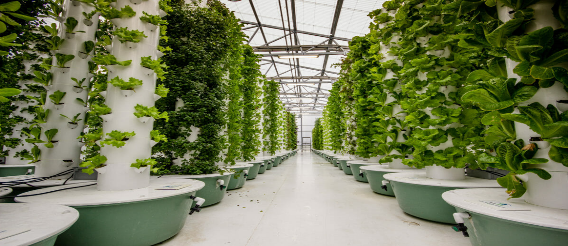 Aeroponics Indoor Vertical Farming